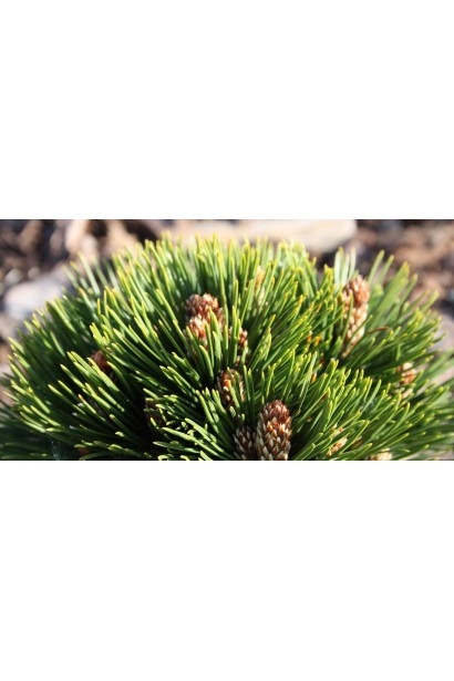 Pinus leucodermis Schmidtii (штамб) – хвойне деревце з насиченою зеленню хвої.